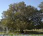 Acacia rehmanniana